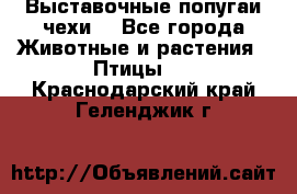 Выставочные попугаи чехи  - Все города Животные и растения » Птицы   . Краснодарский край,Геленджик г.